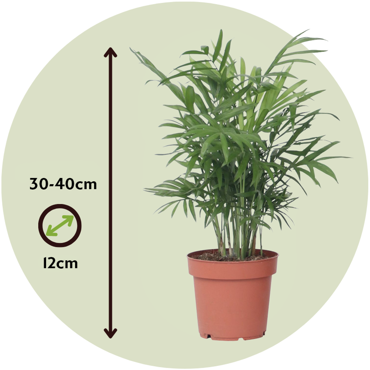 Parlour Palm - Chamaedorea elegans - Height 30-40cm - ⌀12cm