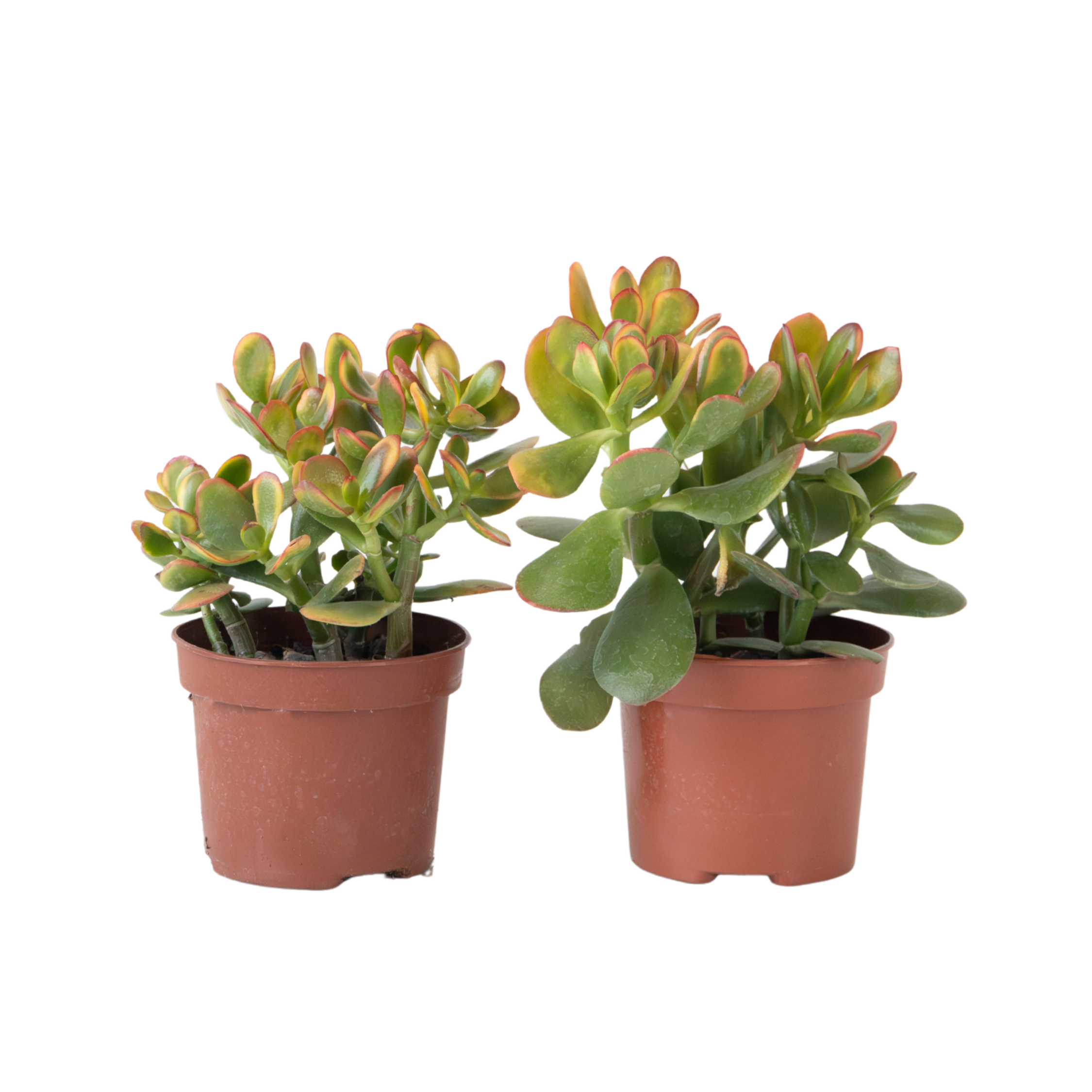 Jade plant - Set of 2 - Crassula ovata 'Sunset' - Height 15-20cm - Pot 17cm
