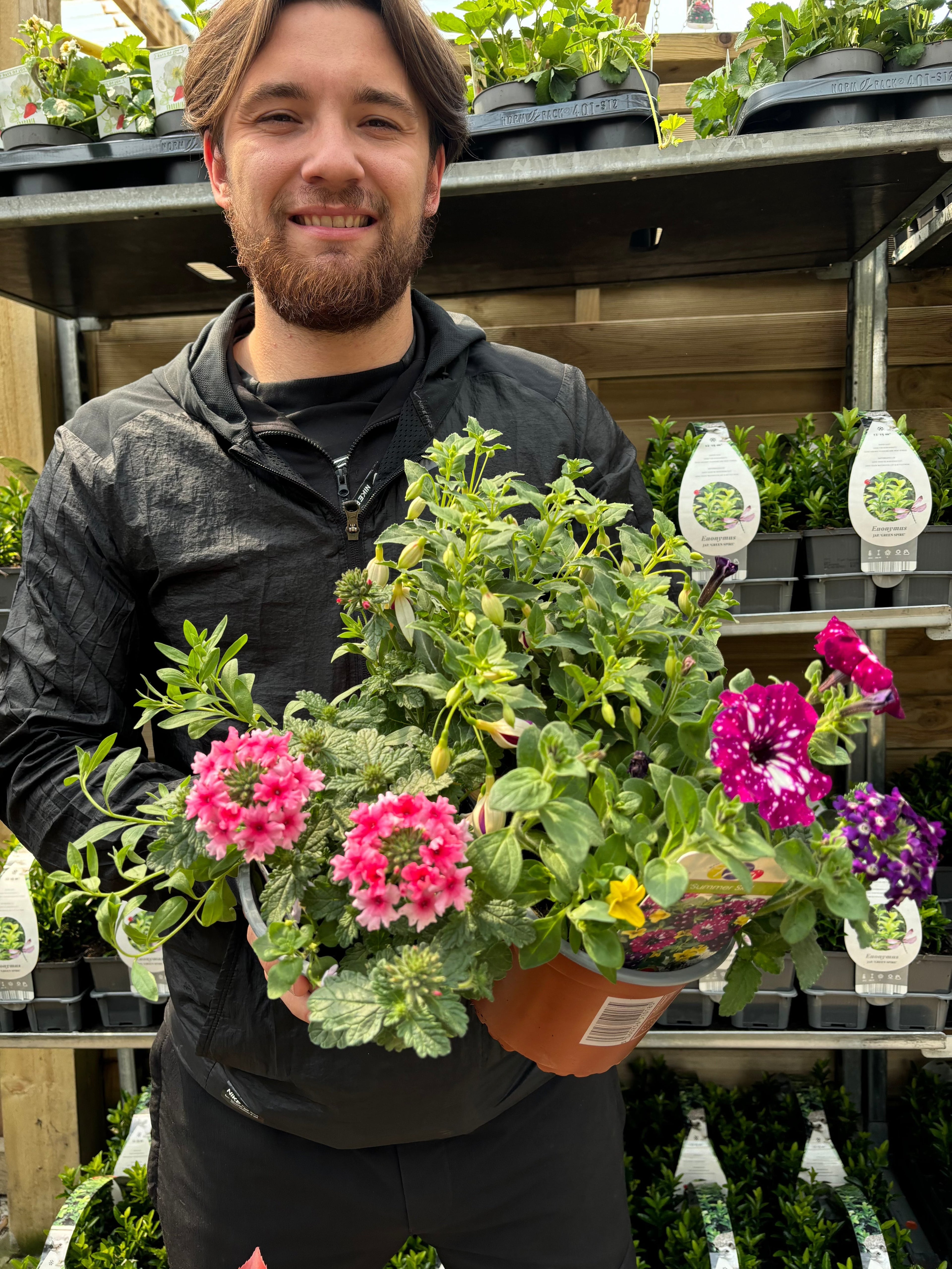 Summer Bedding Mix 3 x 13.5cm Pots