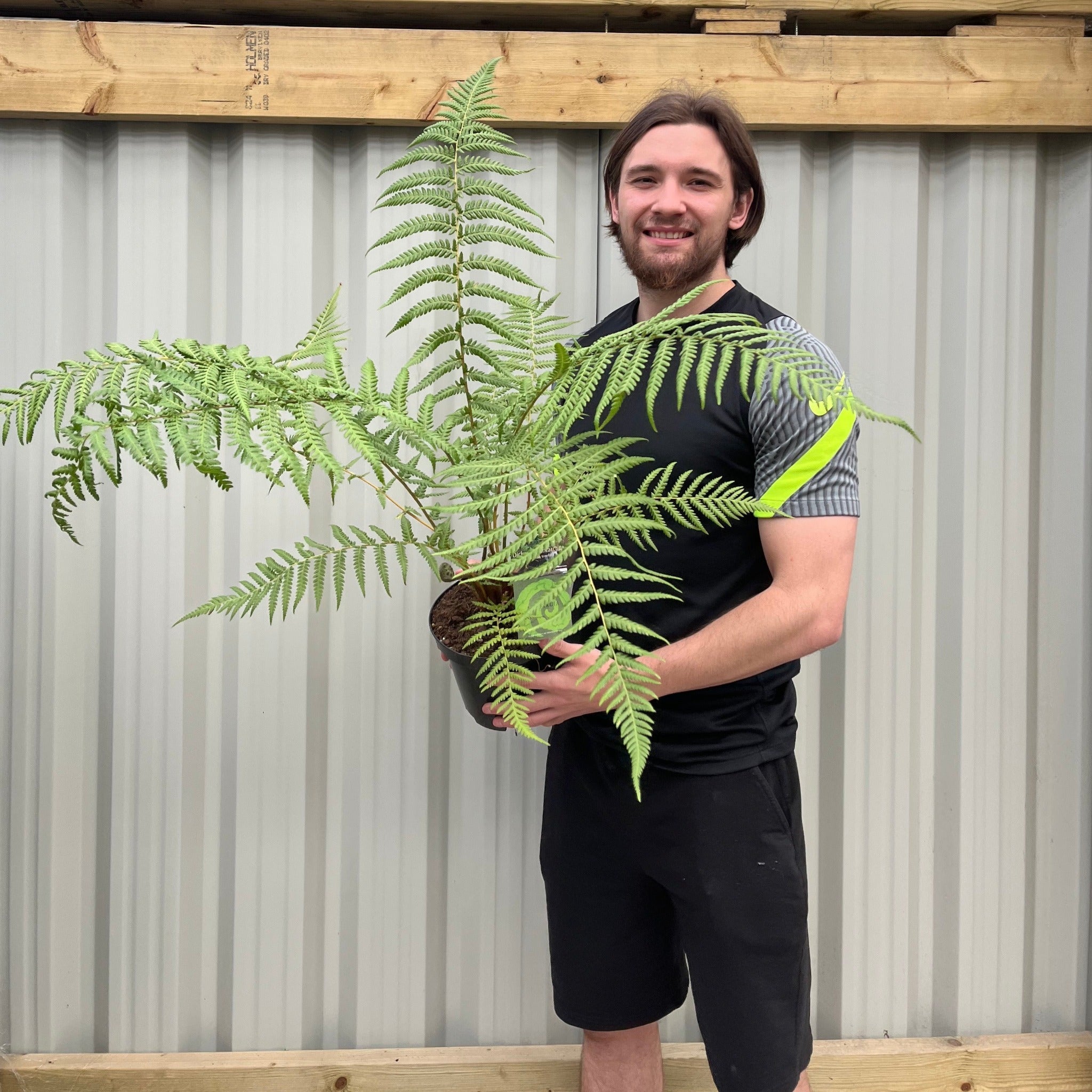 Tree Fern | Dicksonia antarctica 2L
