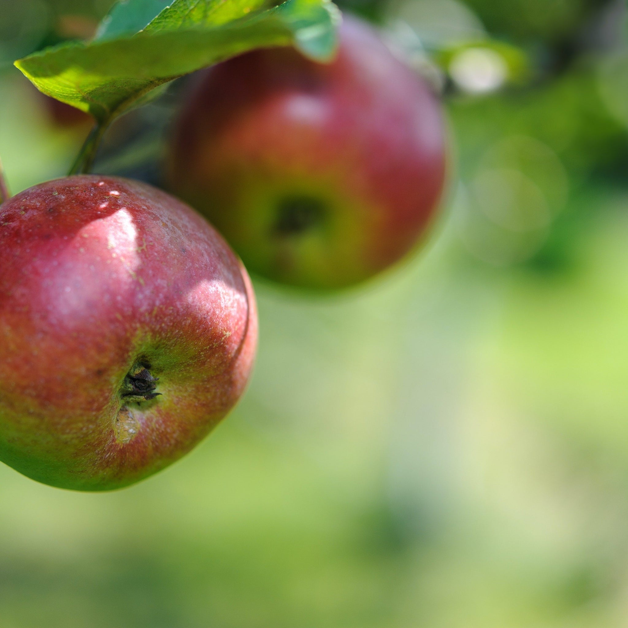 'Cox's Orange Pippin' Dwarf/Patio Apple Tree 1m