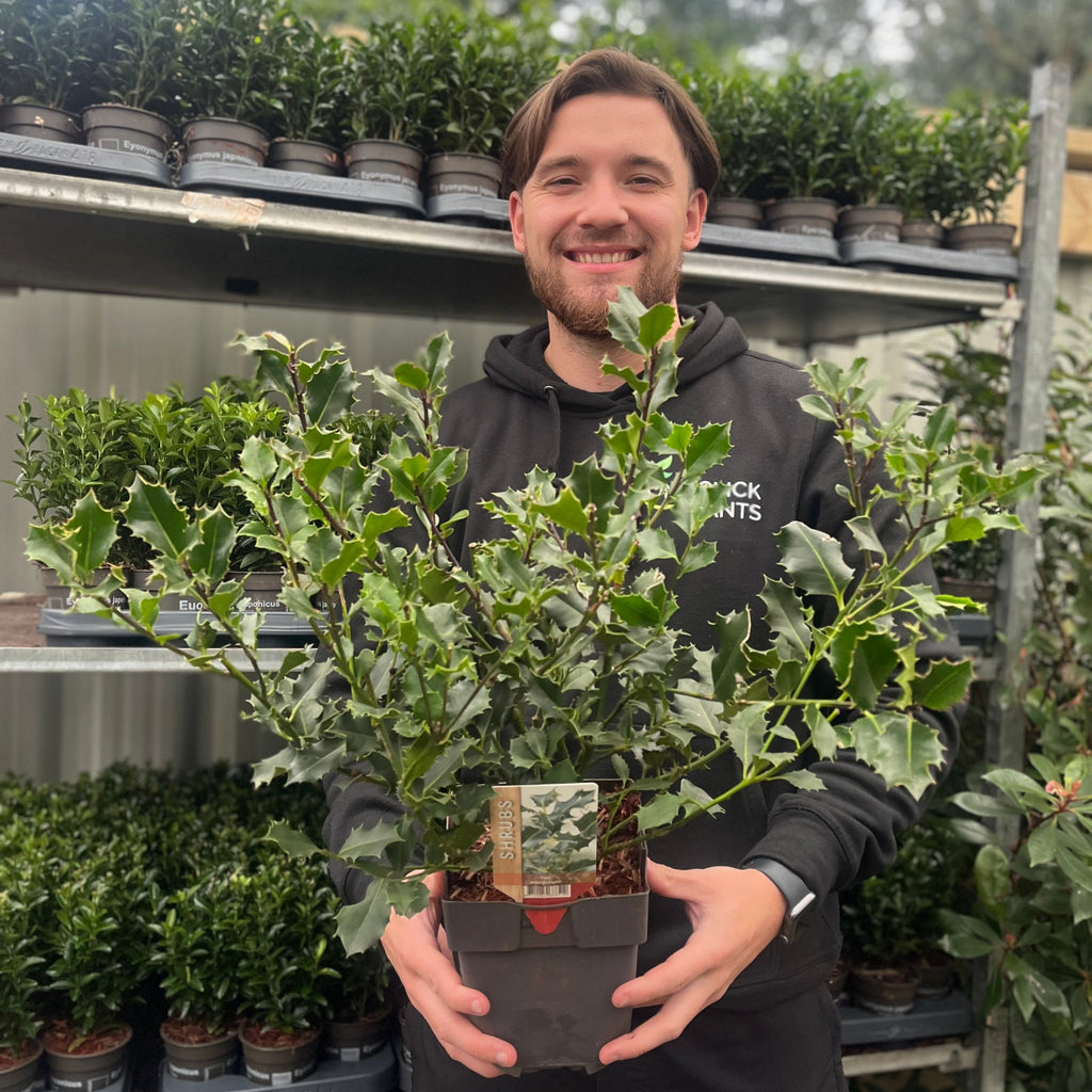 Ilex aquifolium (Holly Bush)  9cm / 2L