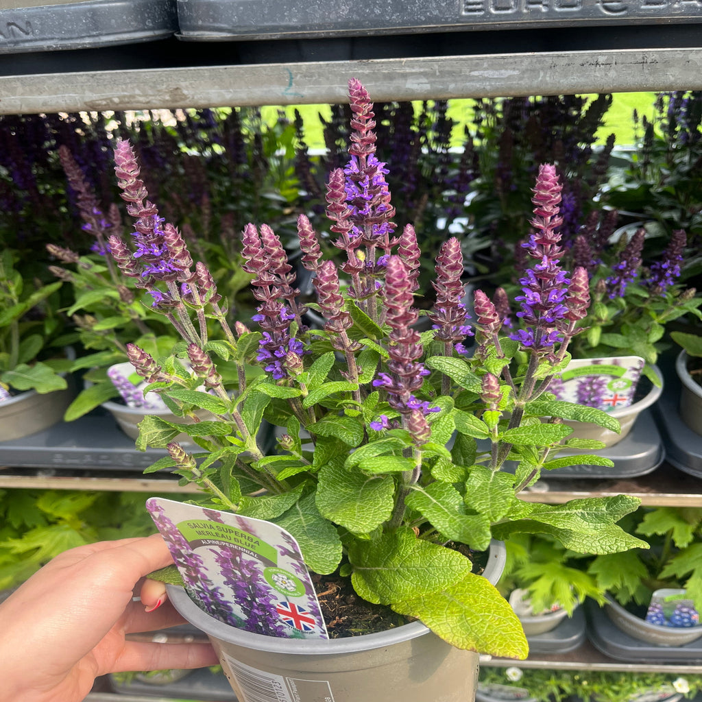 Salvia nemorosa Sensation Blue 9cm/1.5L