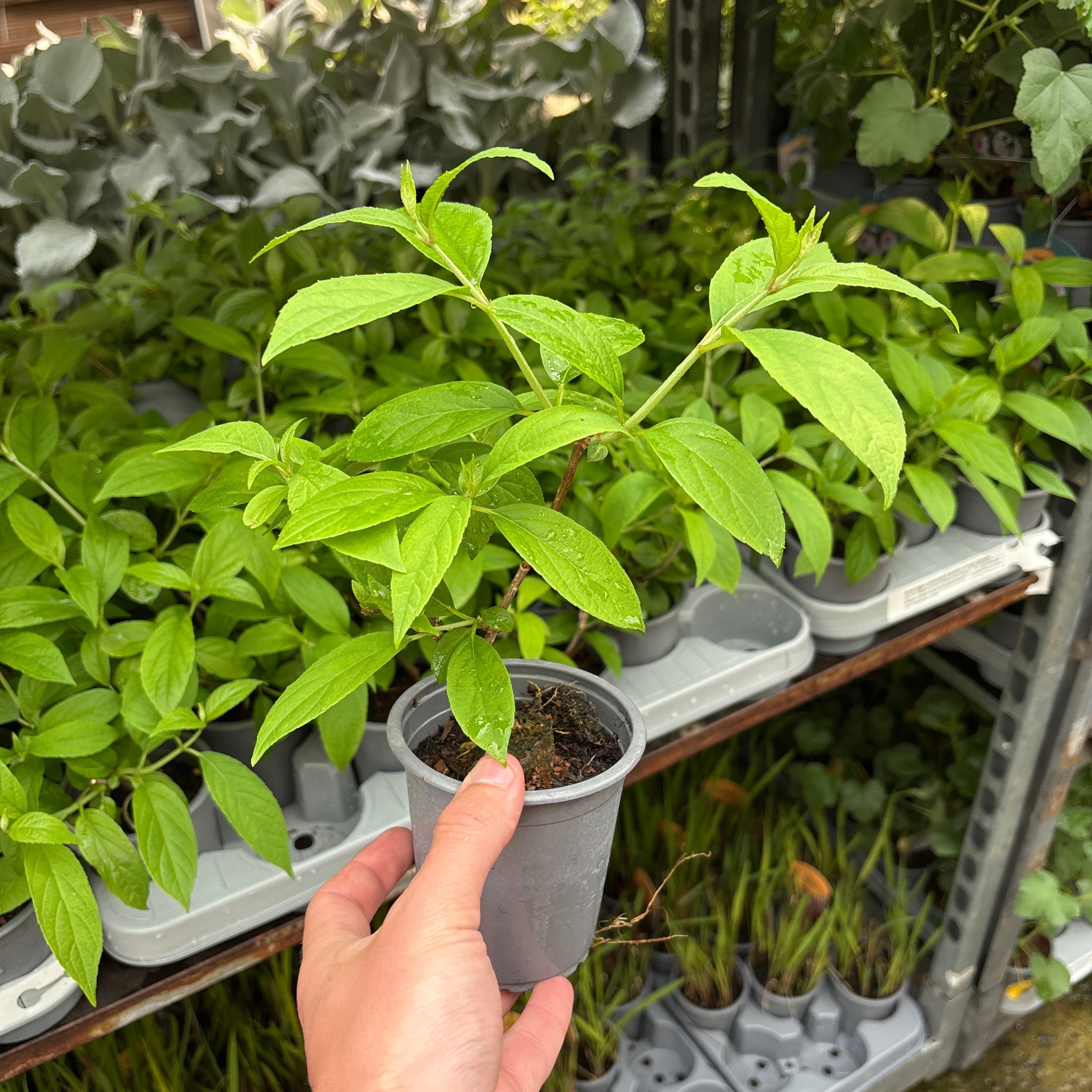 Hydrangea paniculata 'Bonfire' 9cm