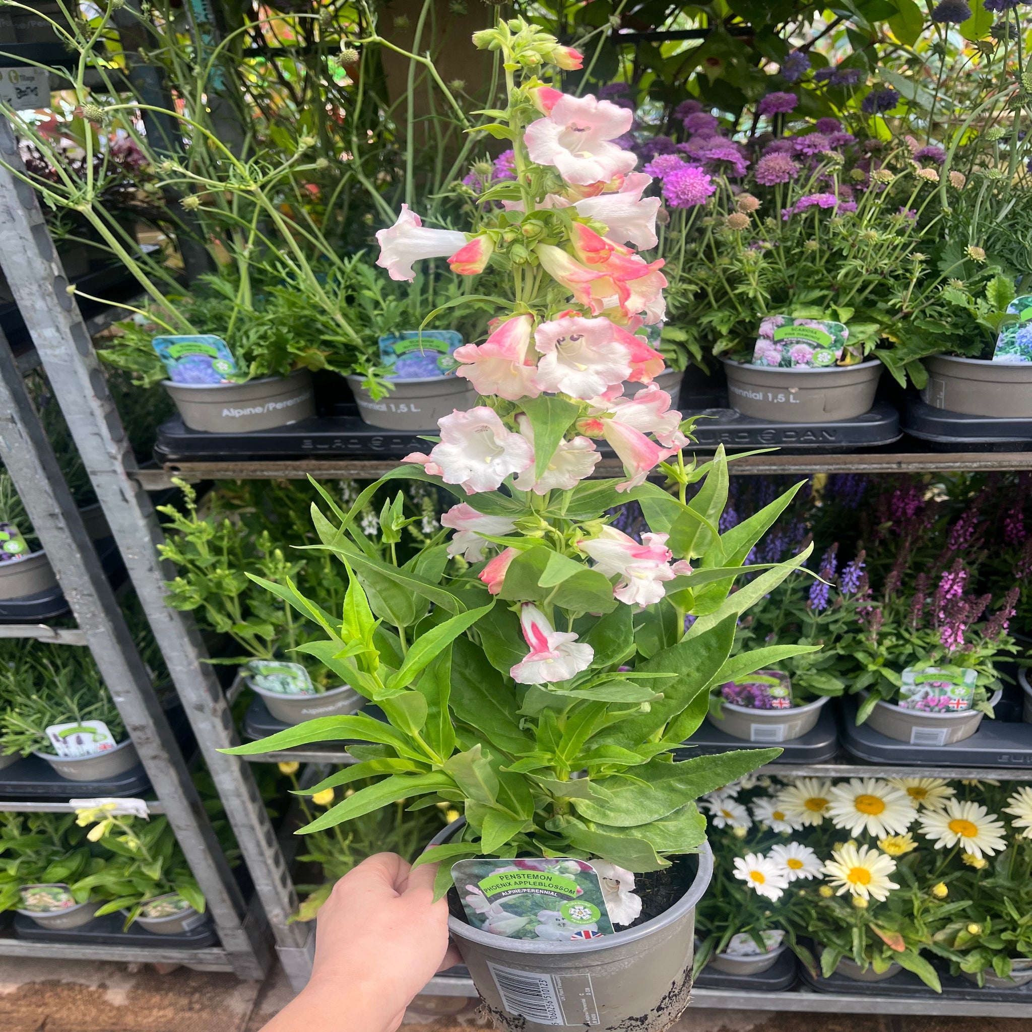 Penstemon Arabesque 'Appleblossom' 9cm/1.5L/2L