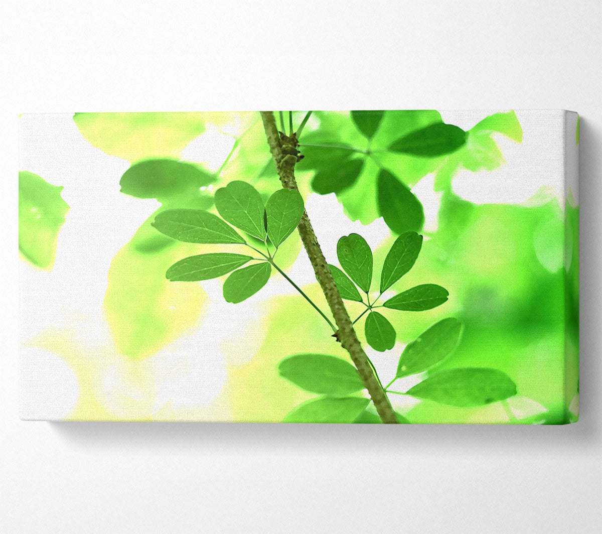 Spring Has Sprung Canvas Wall Art