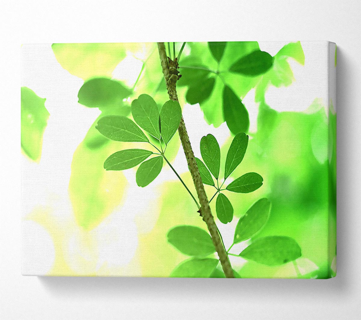 Spring Has Sprung Canvas Wall Art