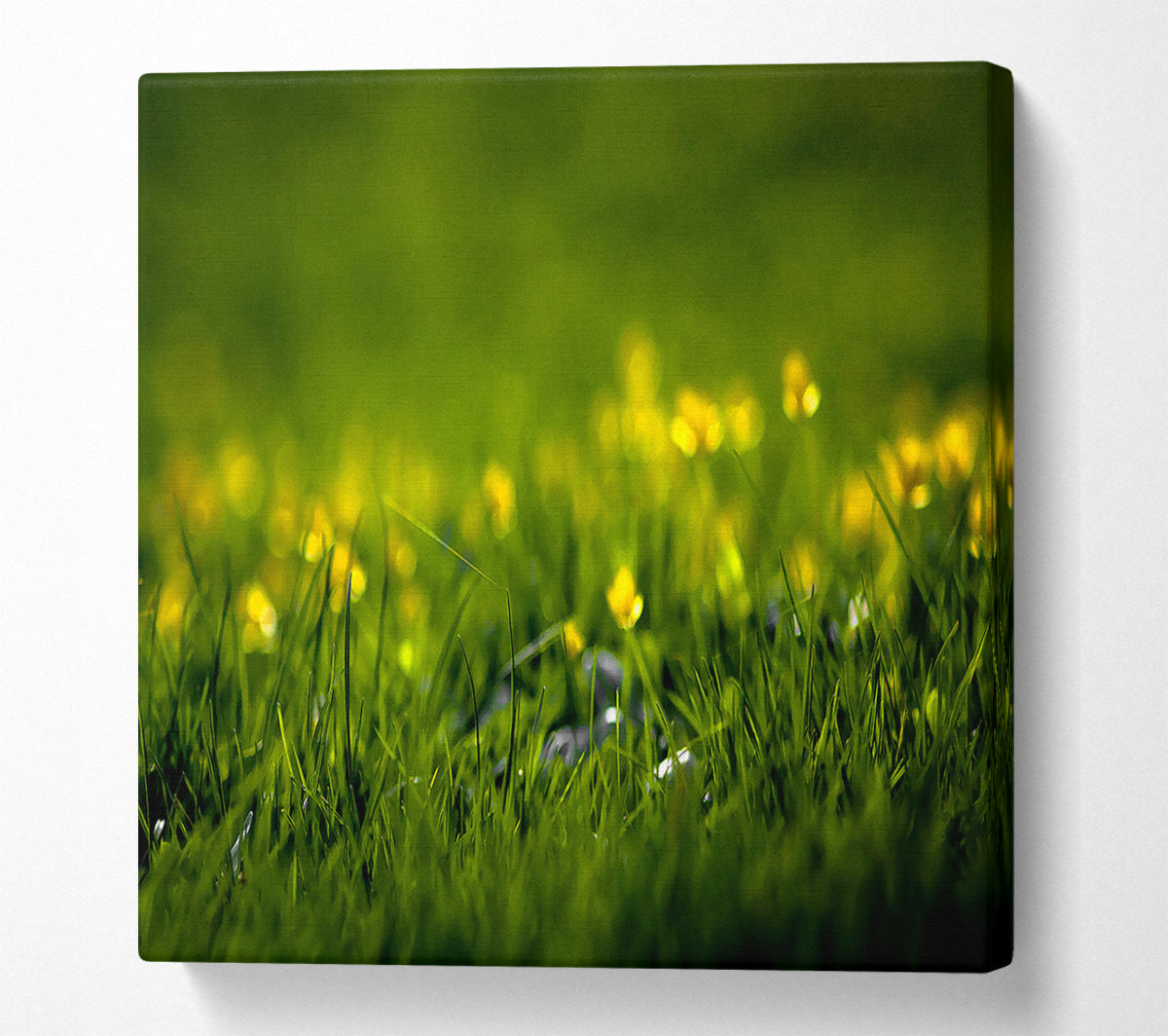 Summer Grass Canvas Wall Art
