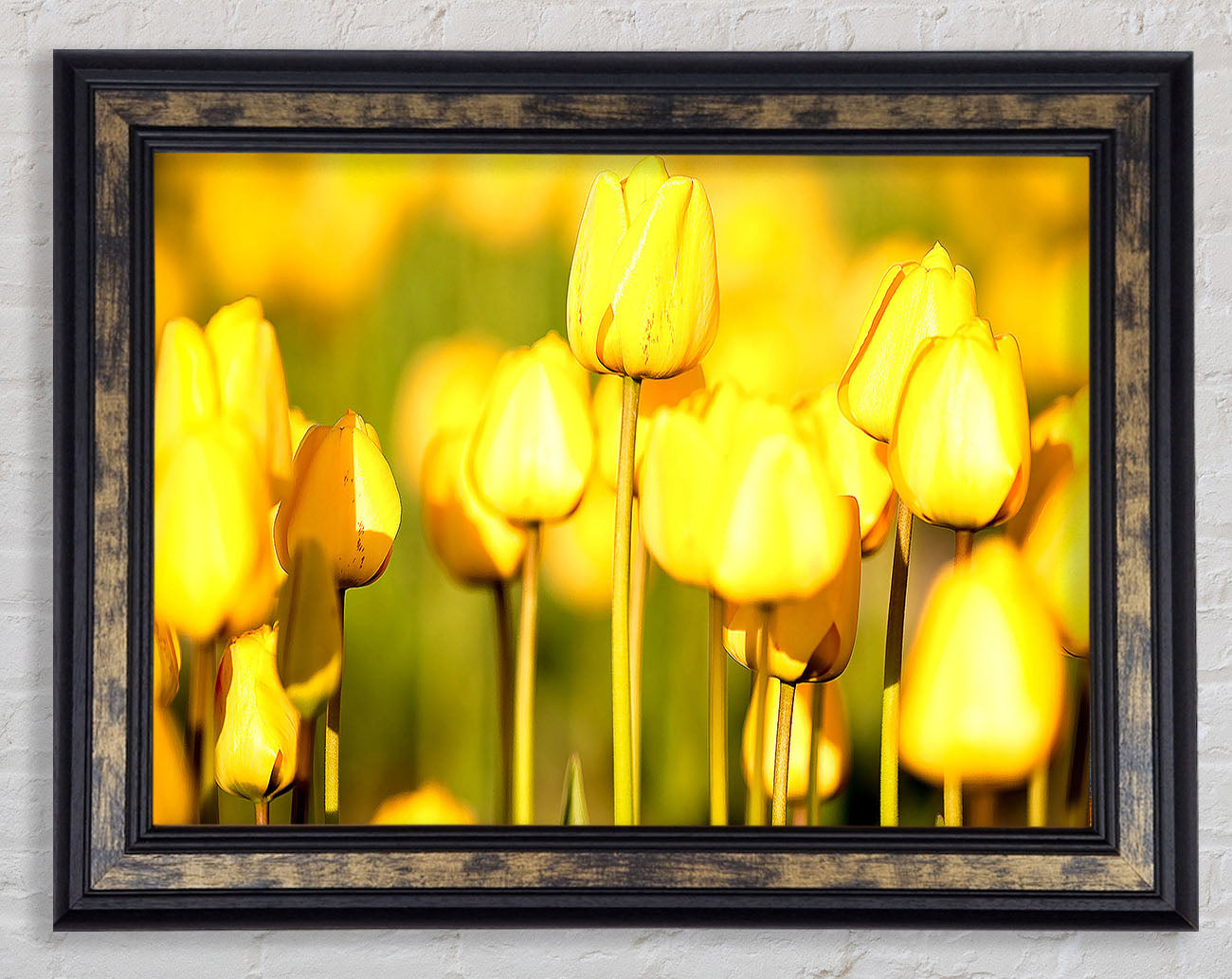Yellow Tulips In The Garden Framed Print