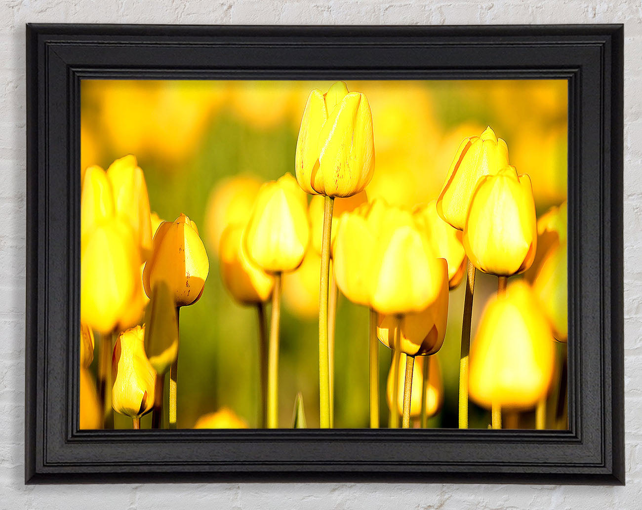 Yellow Tulips In The Garden Framed Print