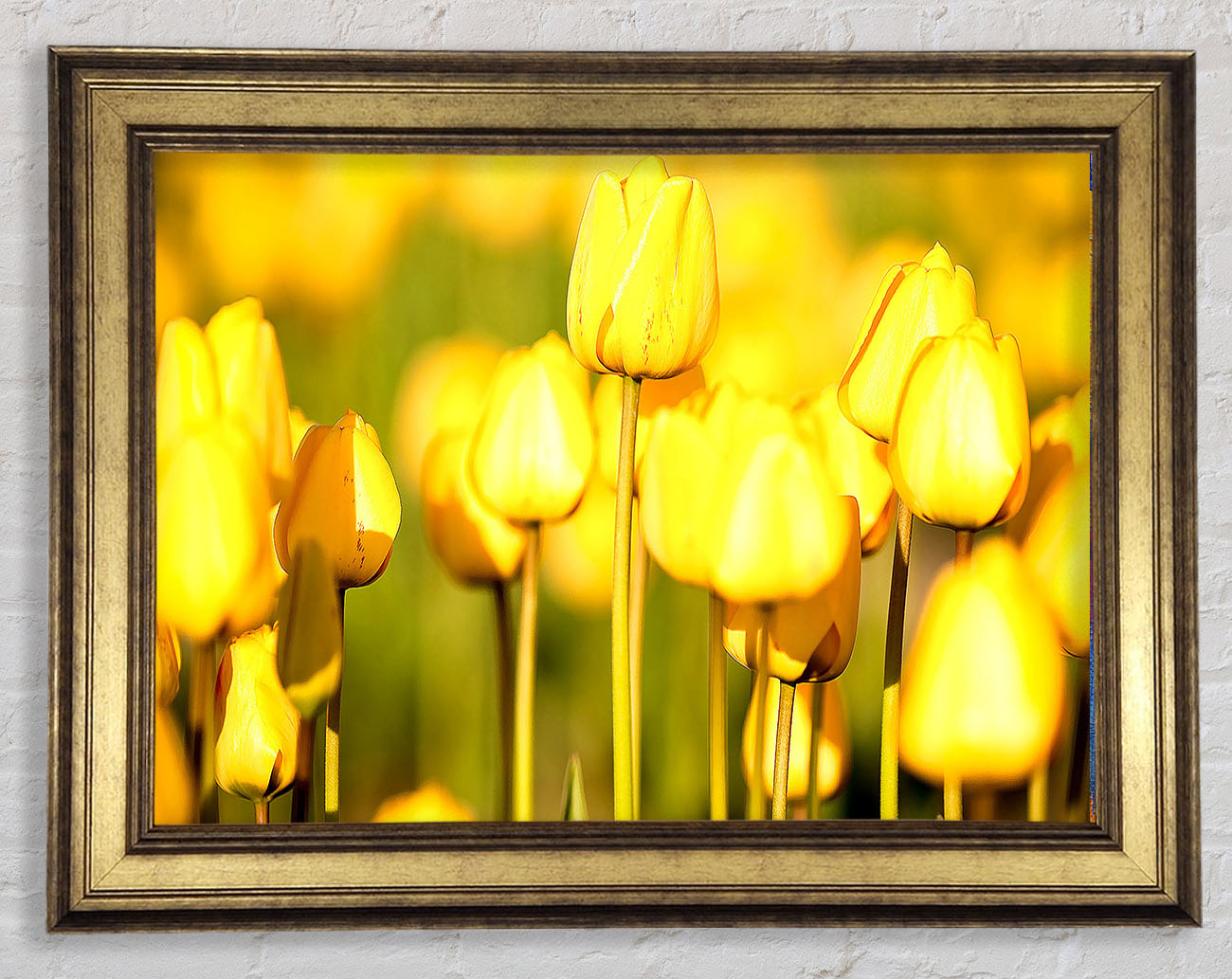 Yellow Tulips In The Garden Framed Print