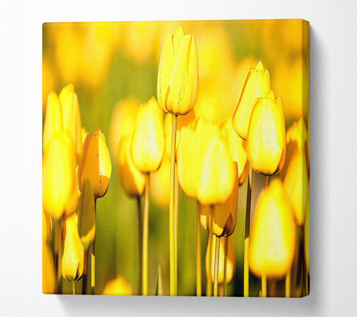 Yellow Tulips In The Garden Canvas Art