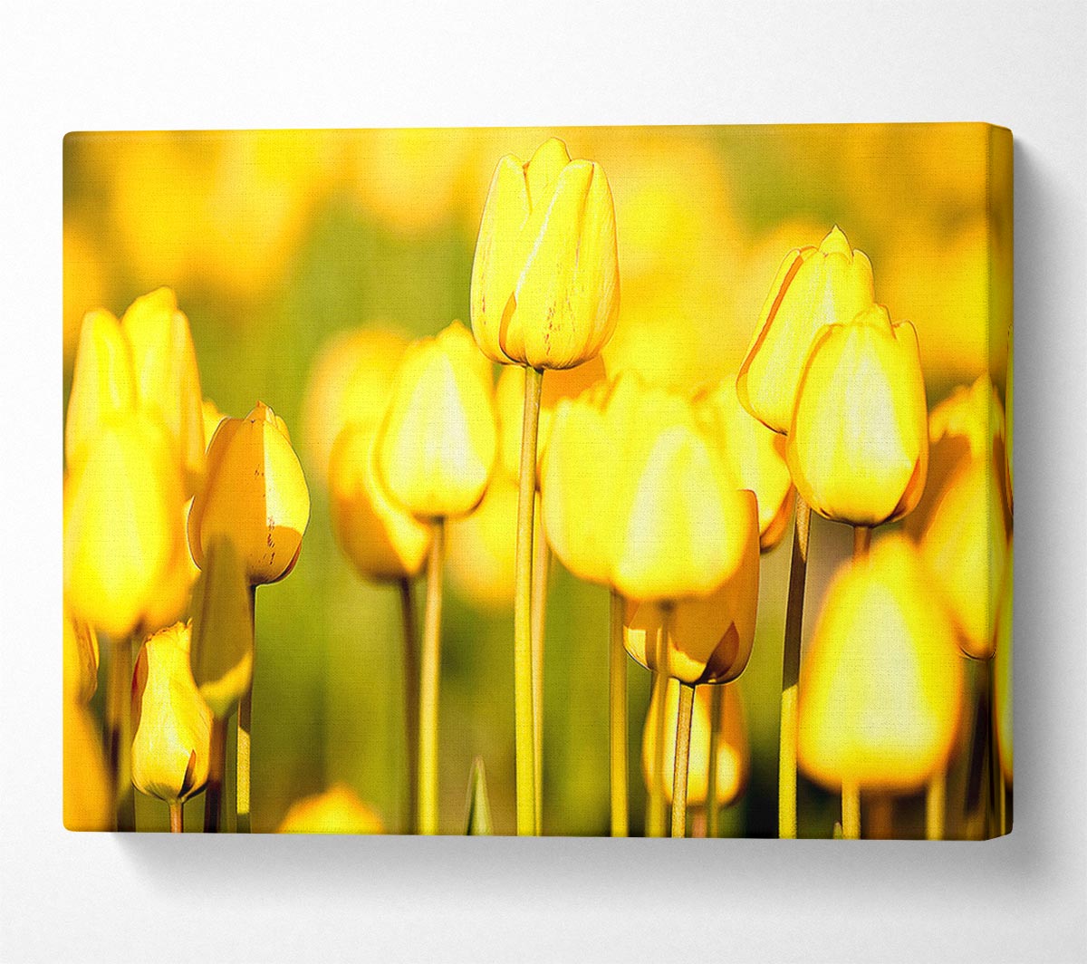 Yellow Tulips In The Garden Canvas Art