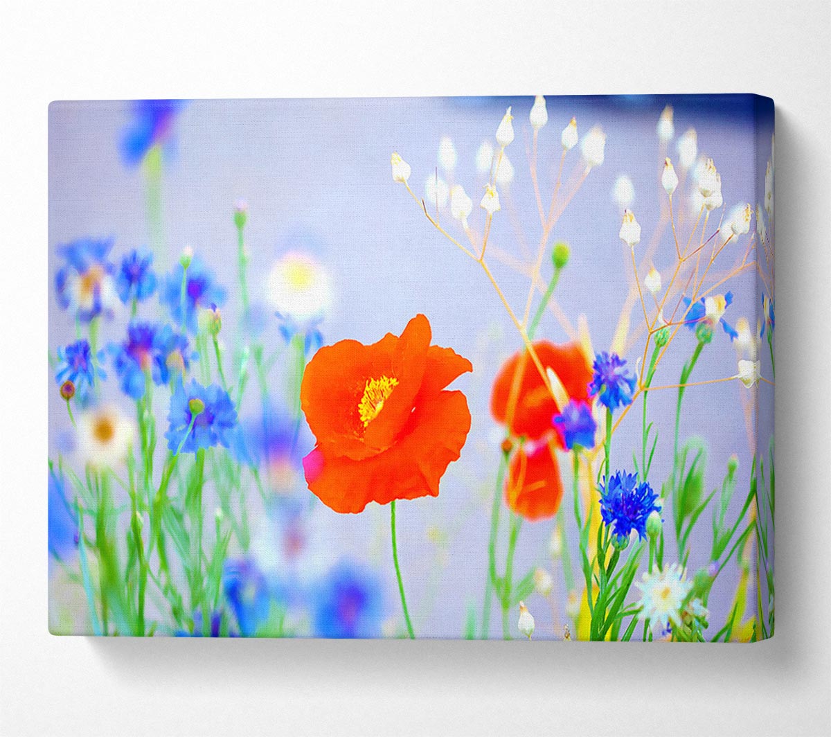 Lovely Poppy Garden Canvas Print