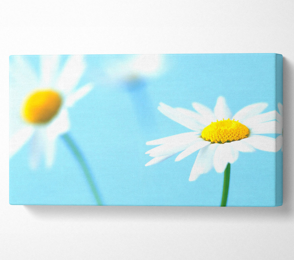 White Daisies On Blue Canvas Wall Art