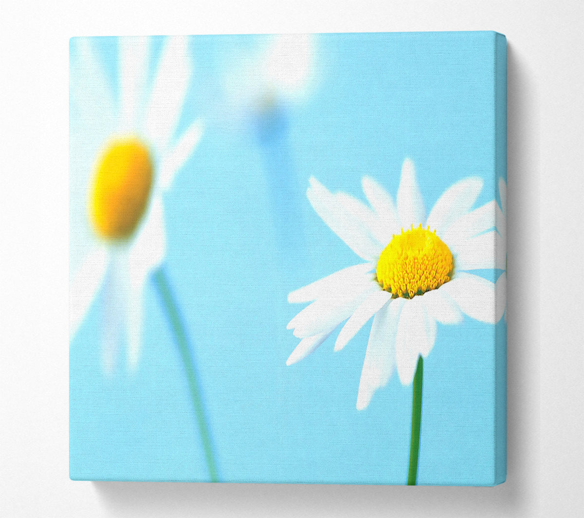 White Daisies On Blue Canvas Wall Art
