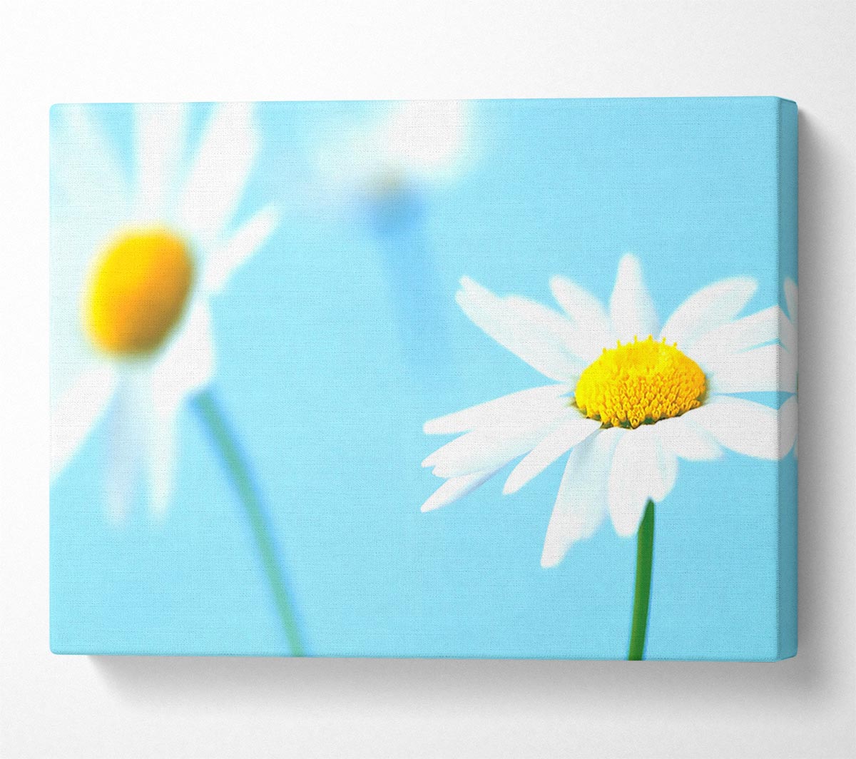 White Daisies On Blue Canvas Wall Art