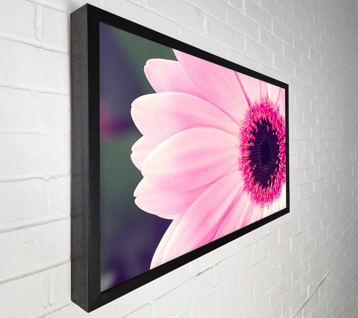 Pink Gerbera Daisy Centre Canvas Wall Art