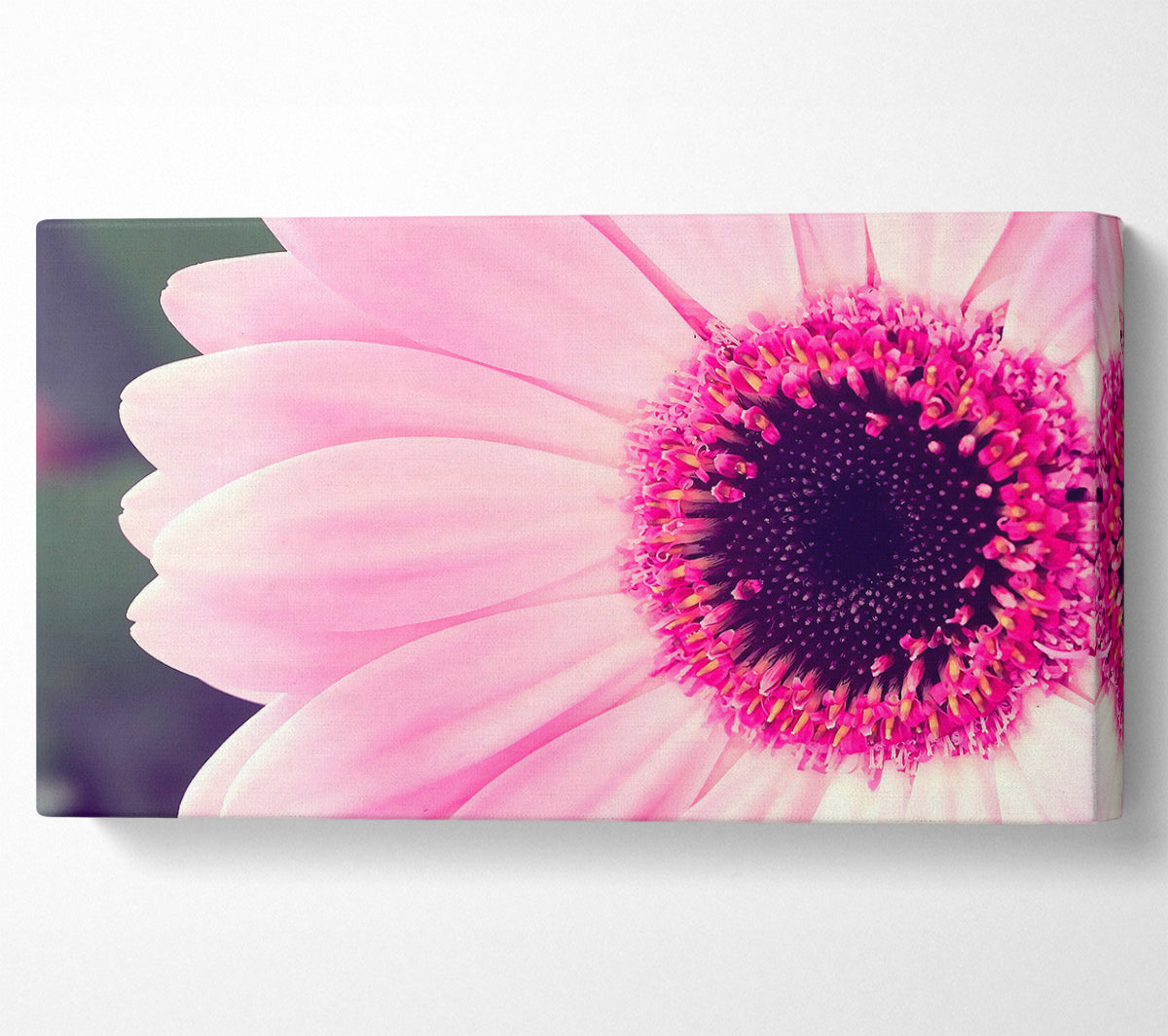 Pink Gerbera Daisy Centre Canvas Wall Art