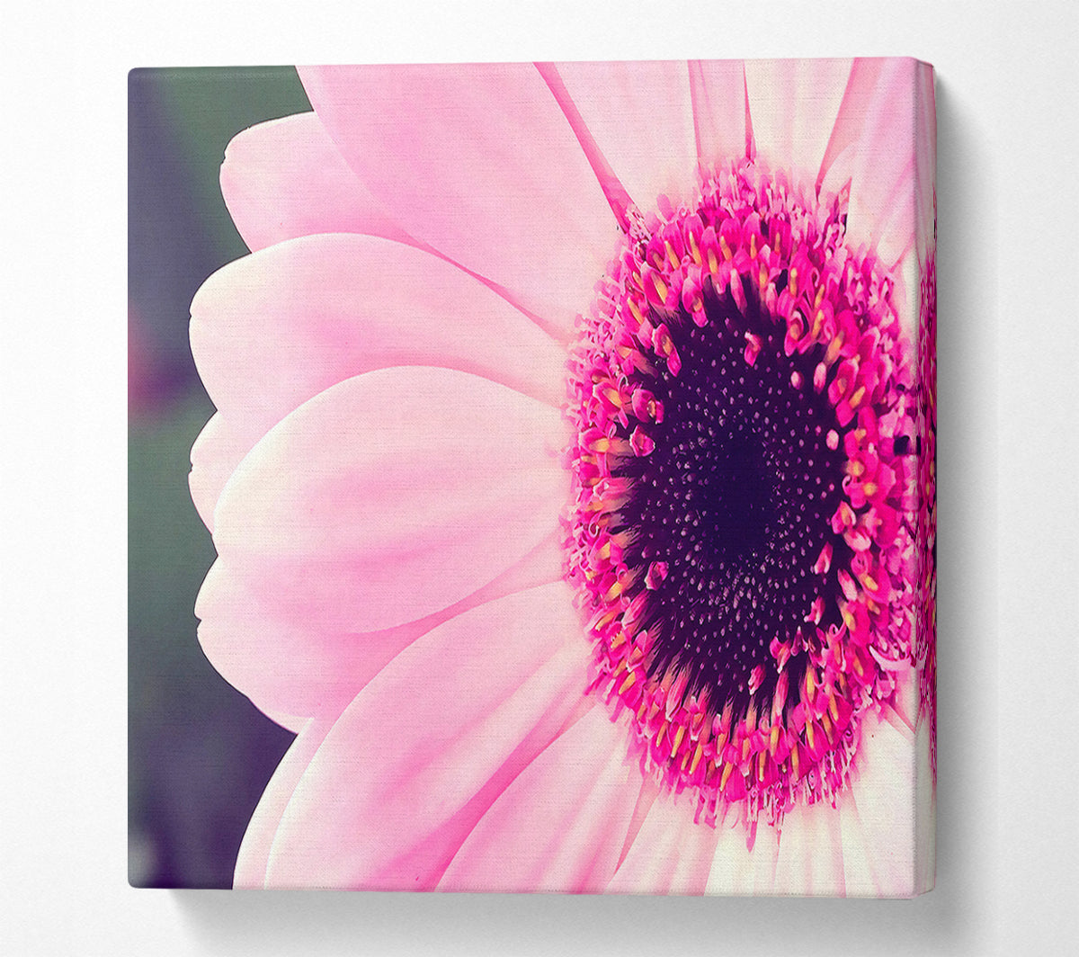 Pink Gerbera Daisy Centre Canvas Wall Art