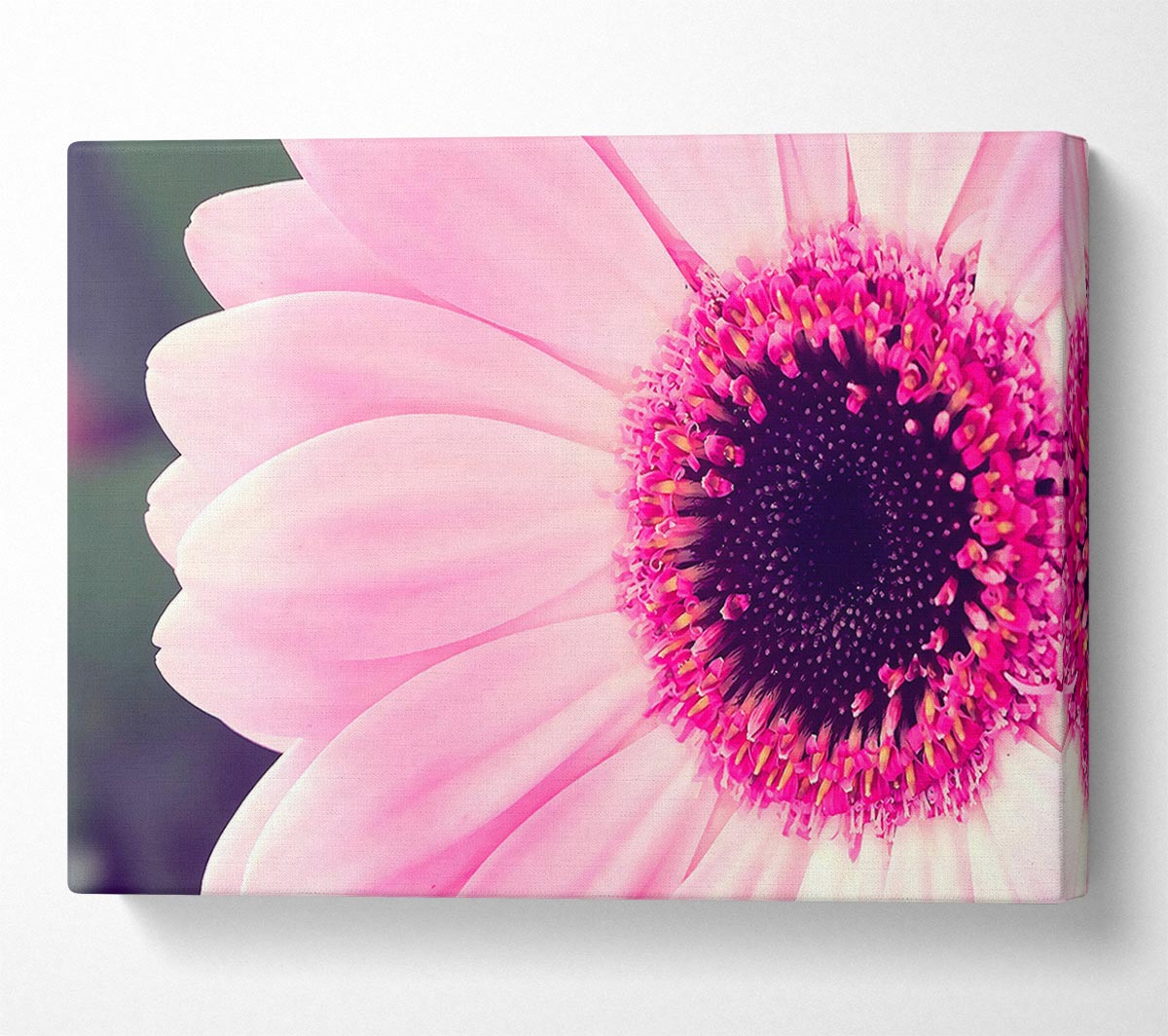 Pink Gerbera Daisy Centre Canvas Wall Art