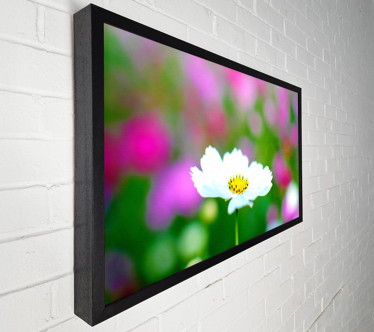 White Cosmos Canvas Wall Art