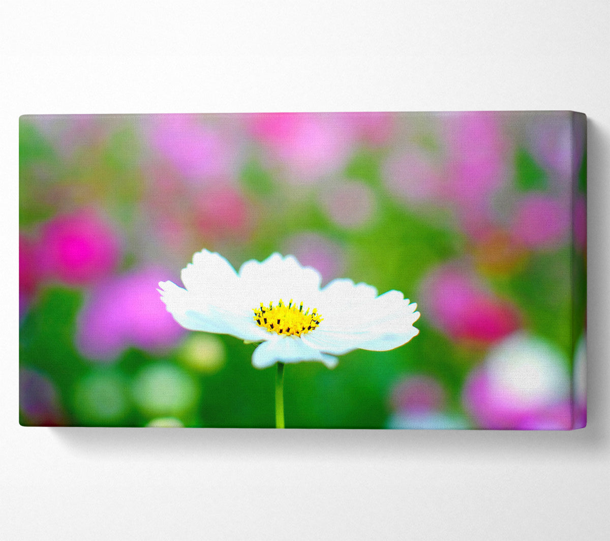 White Cosmos Canvas Wall Art