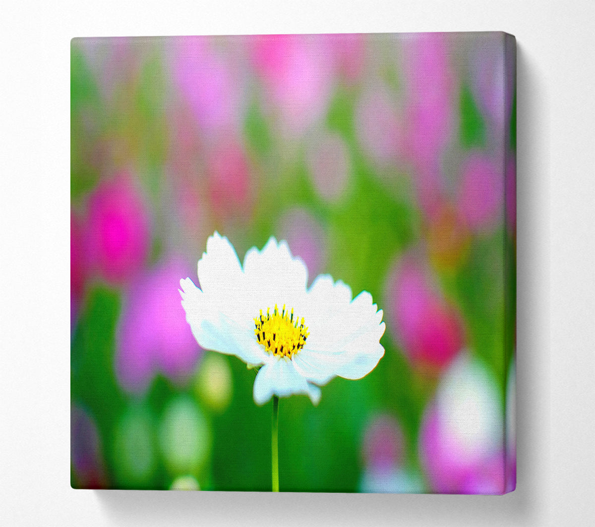 White Cosmos Canvas Wall Art
