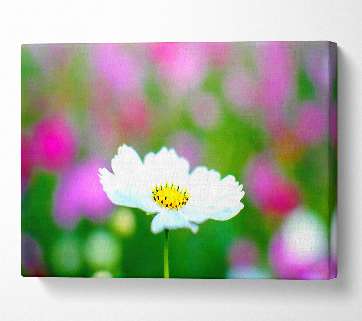 White Cosmos Canvas Wall Art