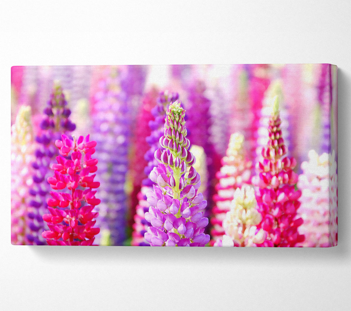 Pink And Purple Lupin Flowers Canvas Wall Art