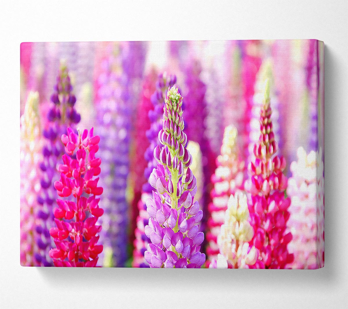 Pink And Purple Lupin Flowers Canvas Wall Art