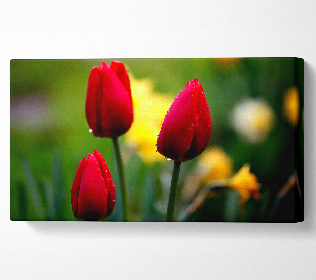 Three Red Tulips Canvas Wall Art