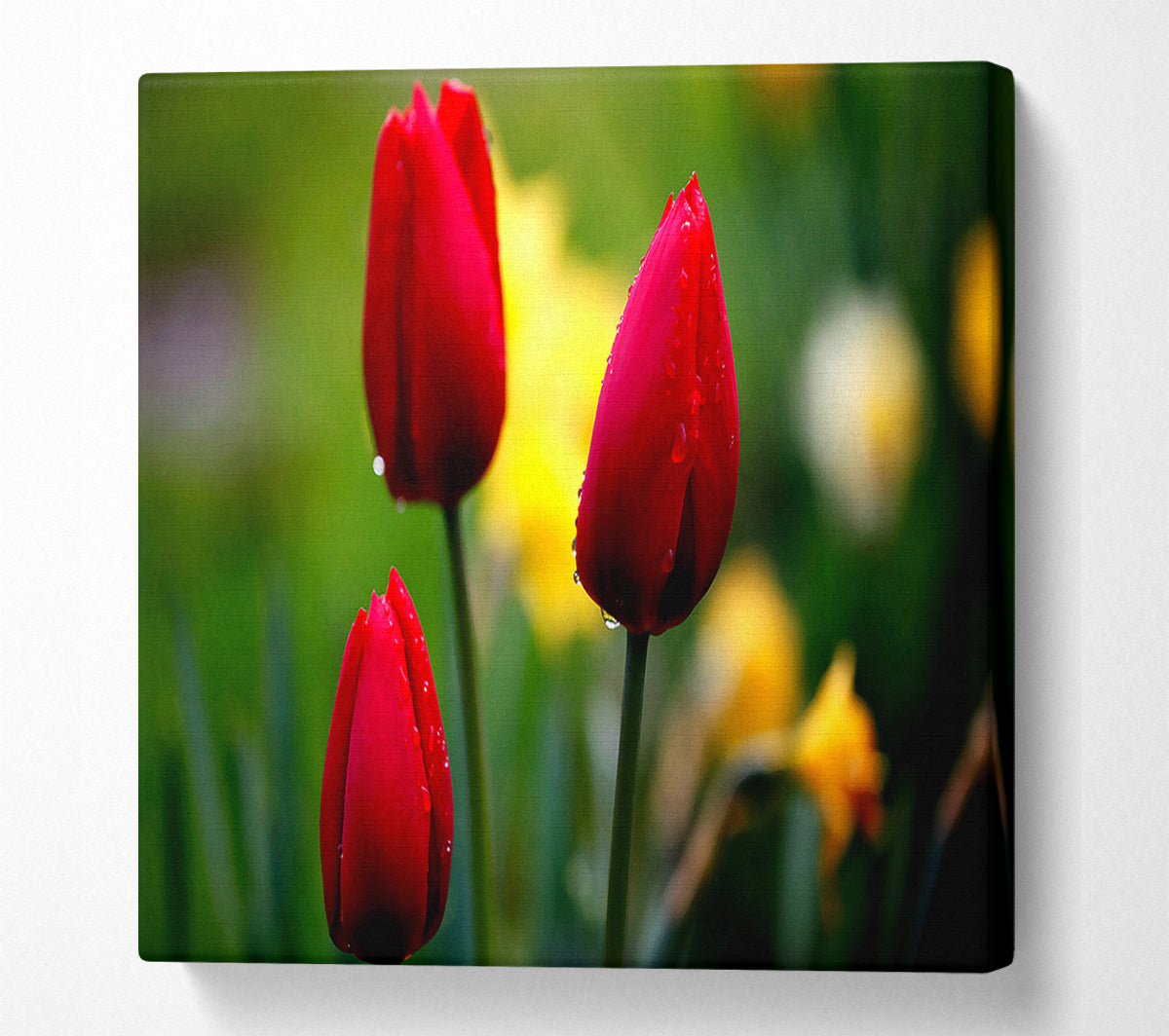 Three Red Tulips Canvas Wall Art