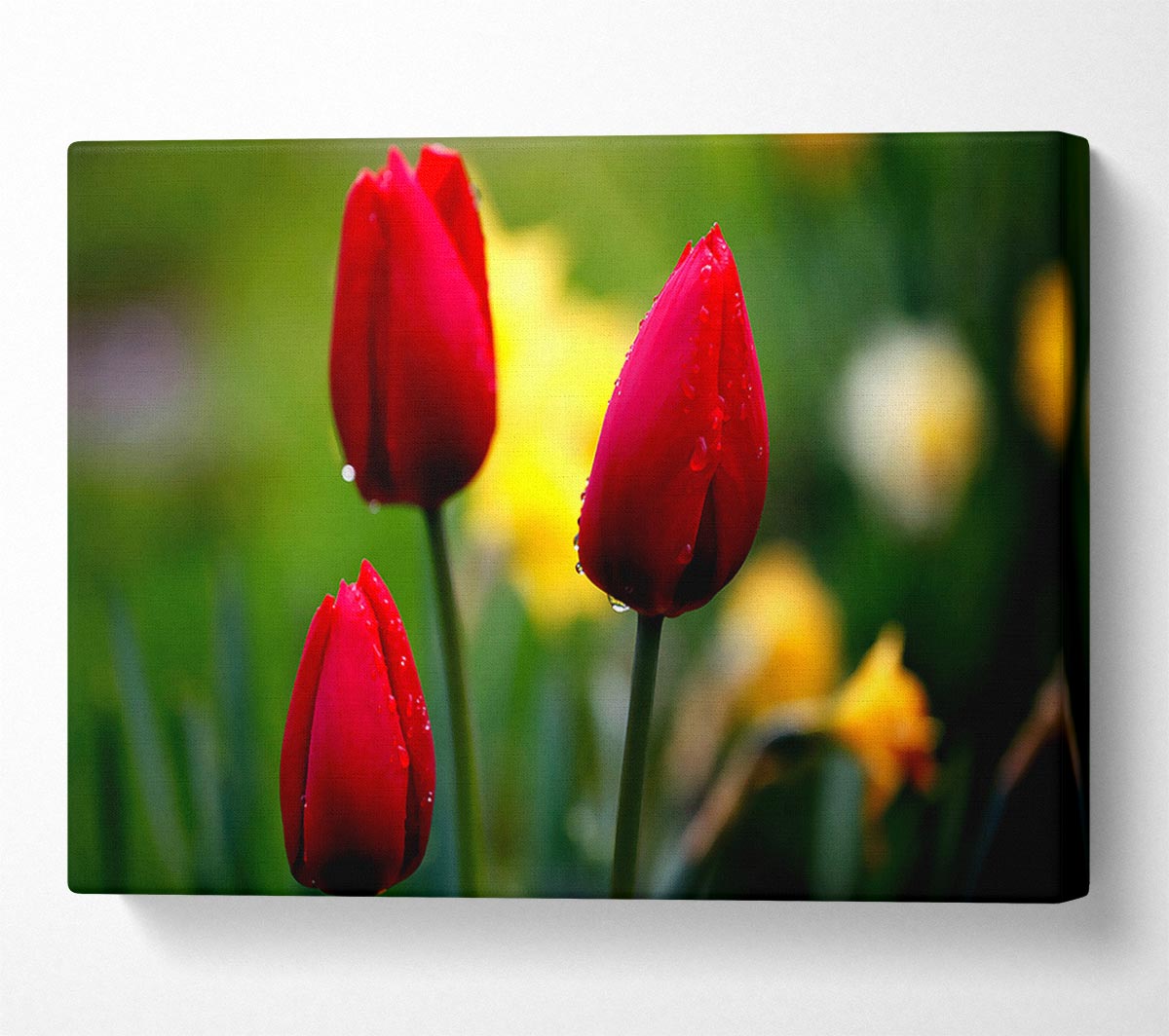 Three Red Tulips Canvas Wall Art