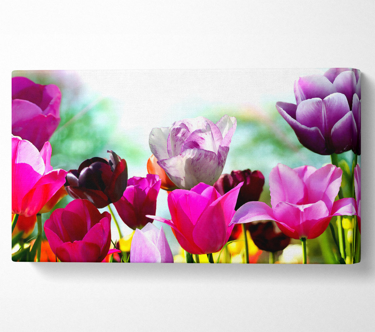 A bloom Of Coloured Tulips Canvas Art