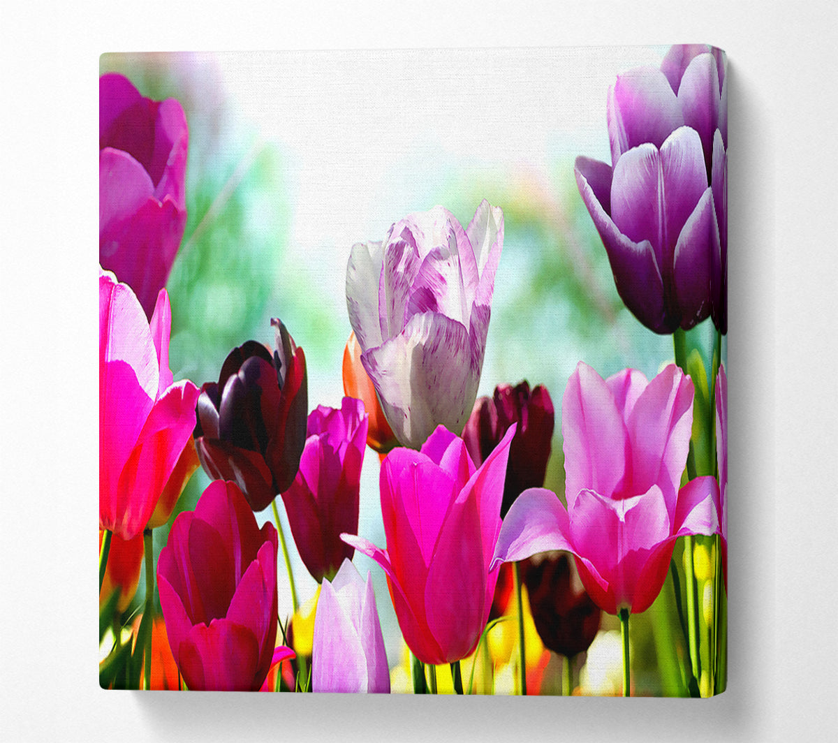 A bloom Of Coloured Tulips Canvas Art