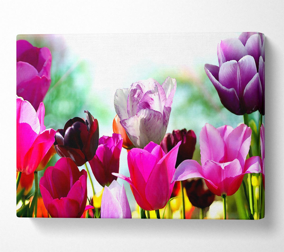 A bloom Of Coloured Tulips Canvas Art