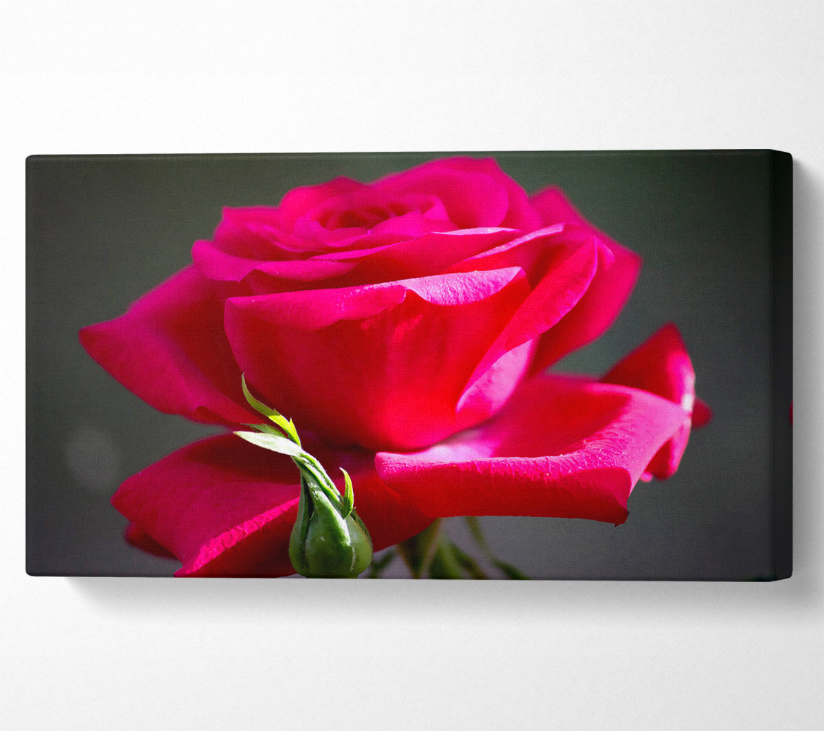 Red Pink Rose Canvas Wall Art