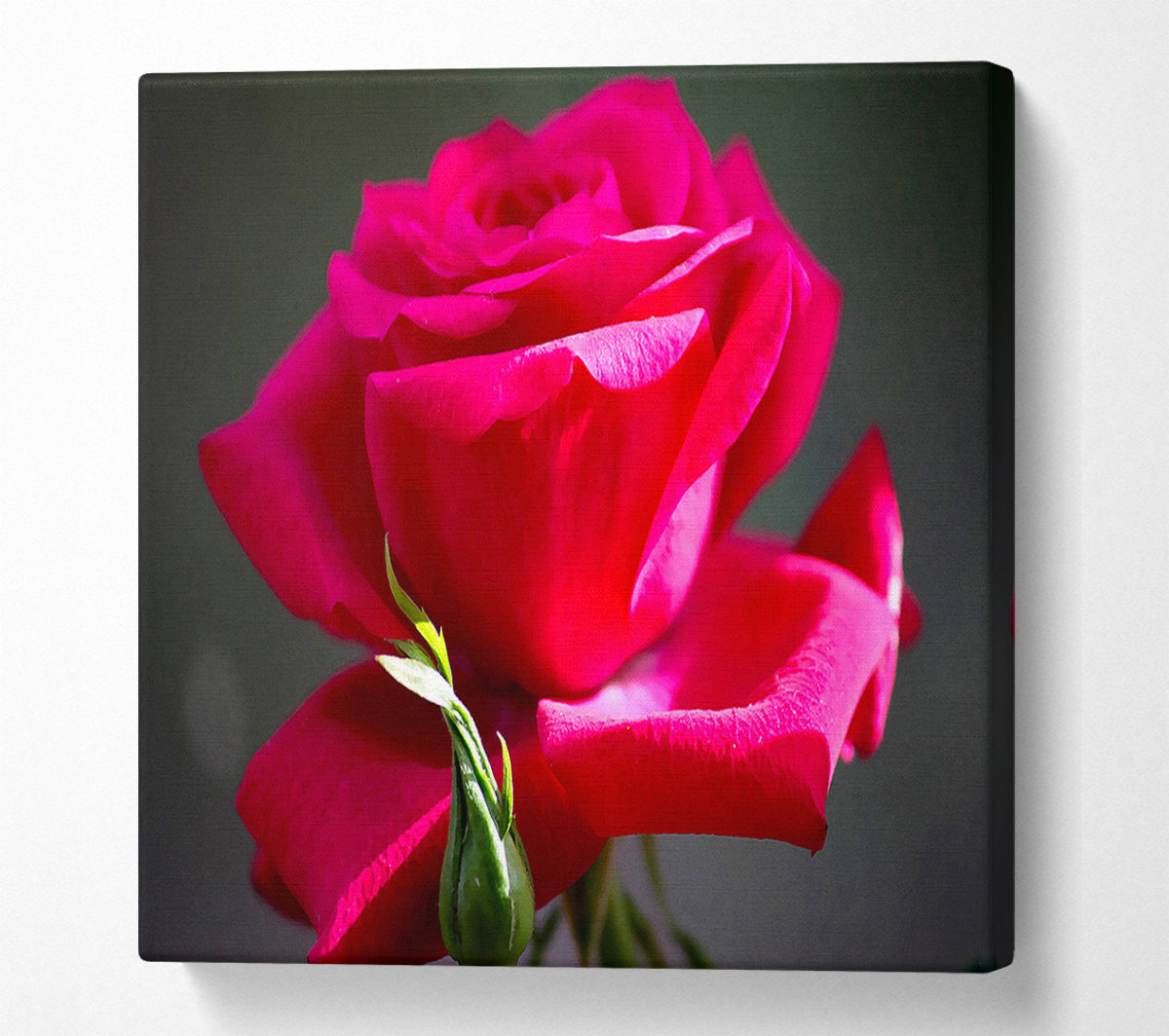 Red Pink Rose Canvas Wall Art