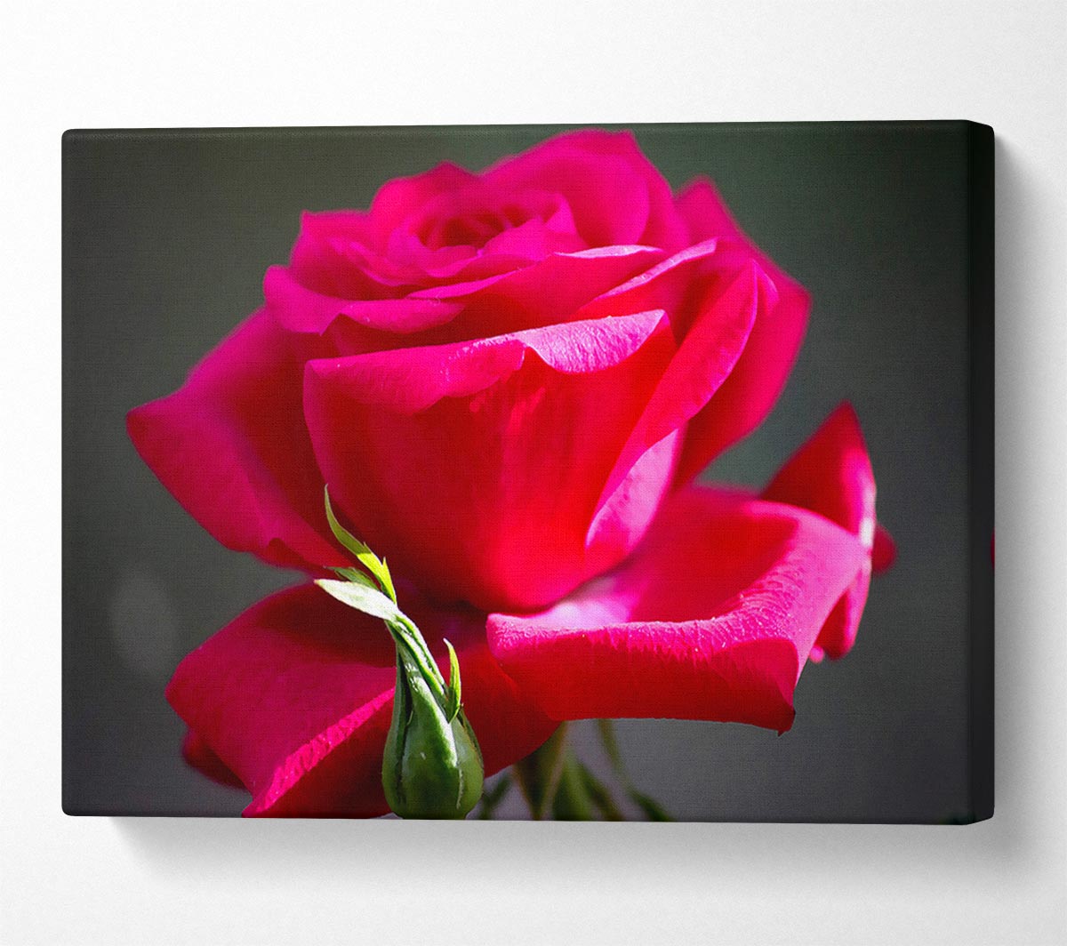 Red Pink Rose Canvas Wall Art