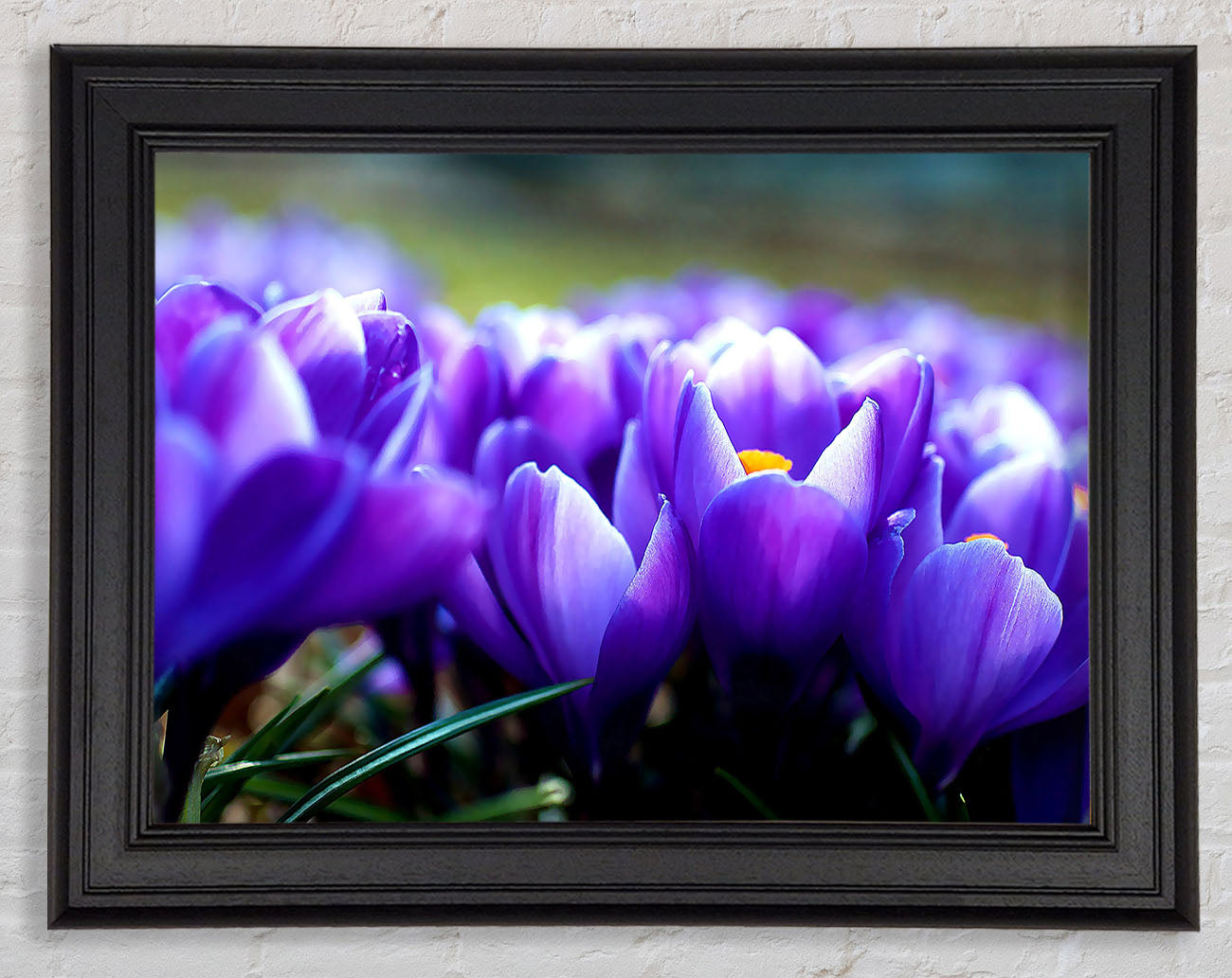 Purple Crocus Garden Framed Print
