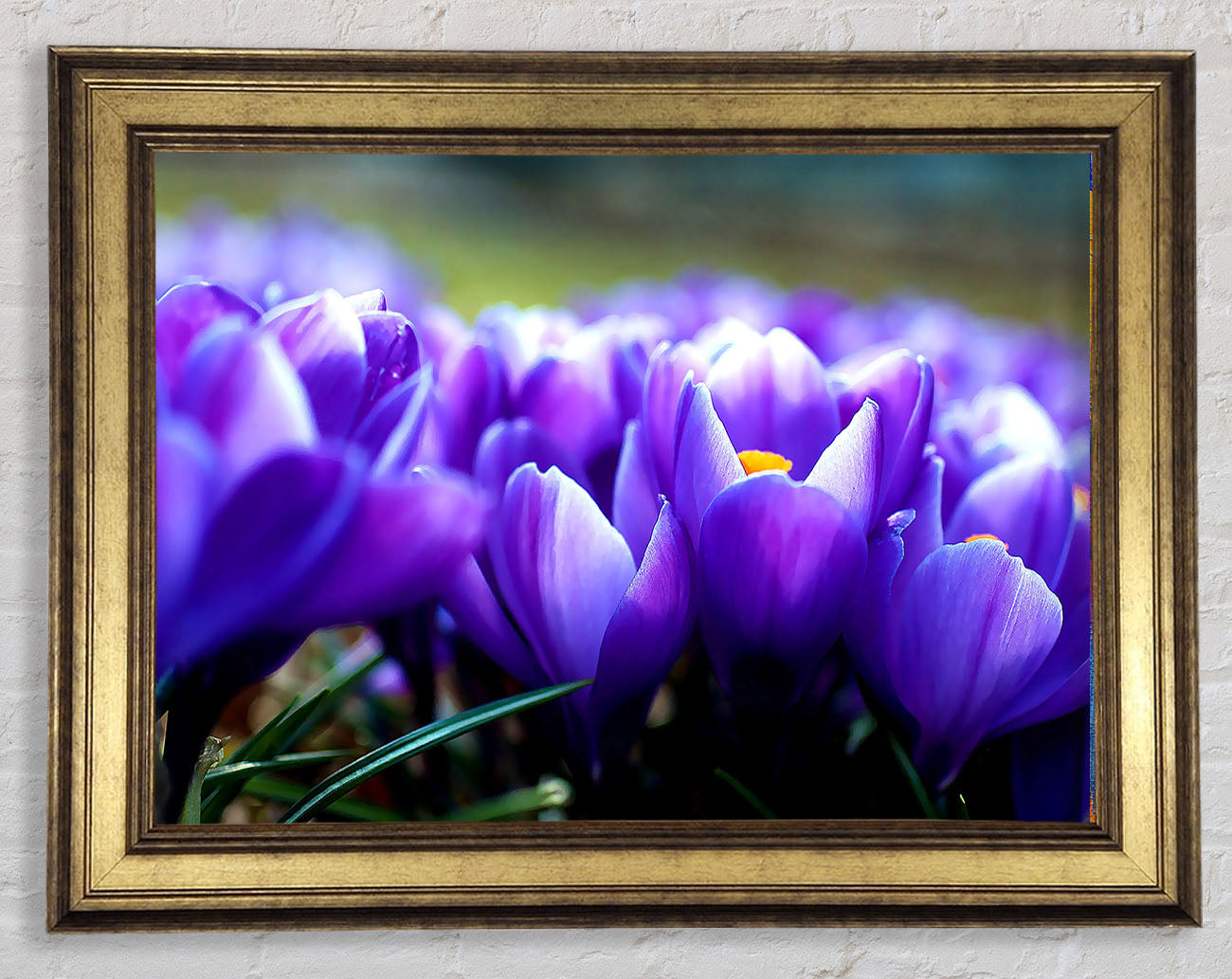 Purple Crocus Garden Framed Print
