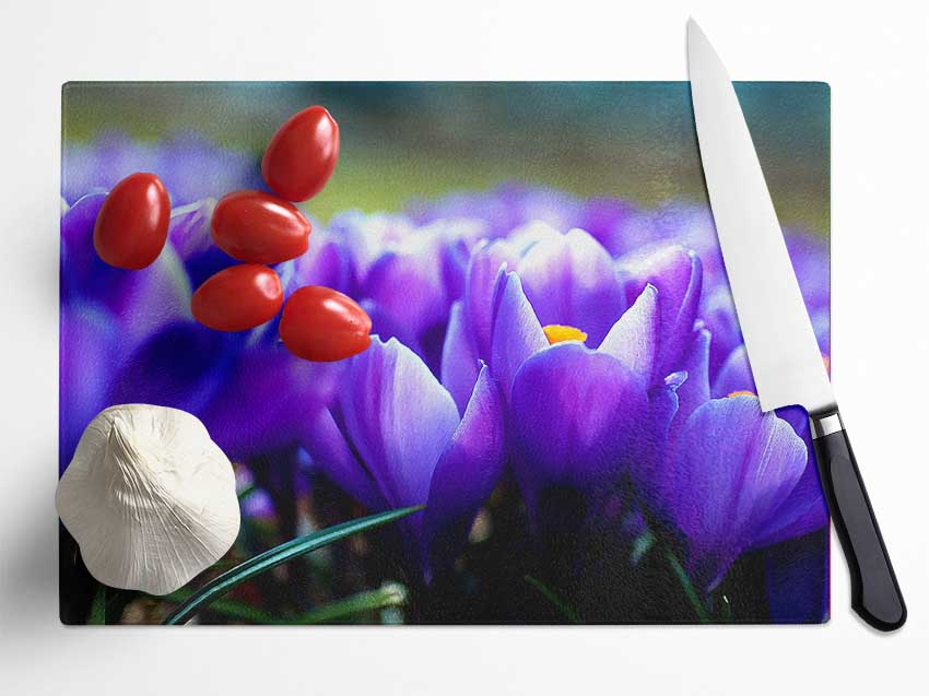 Purple Crocus Garden