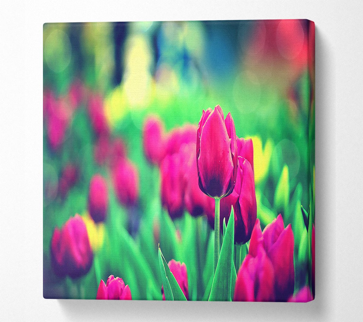 Cerise Tulip Garden Canvas Wall Art
