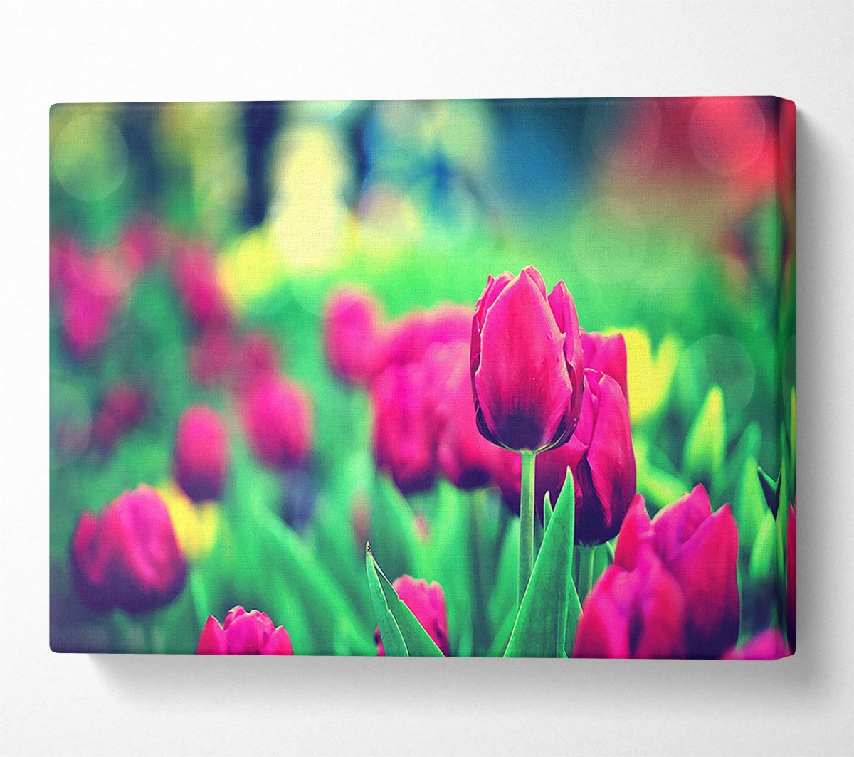 Cerise Tulip Garden Canvas Wall Art