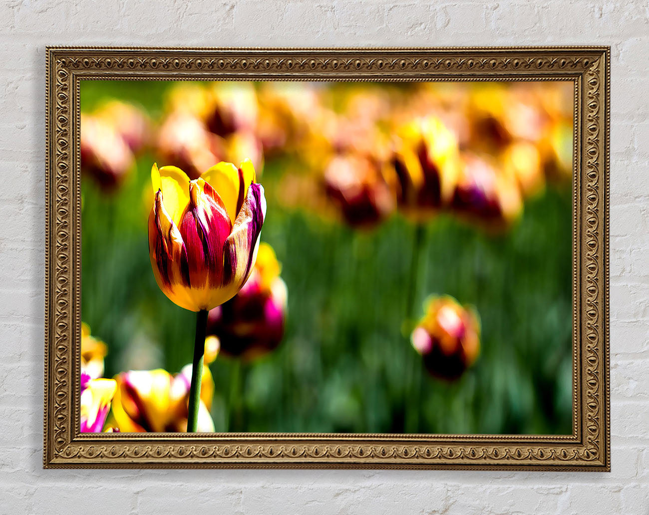 Botanical Garden Tulips Framed Print