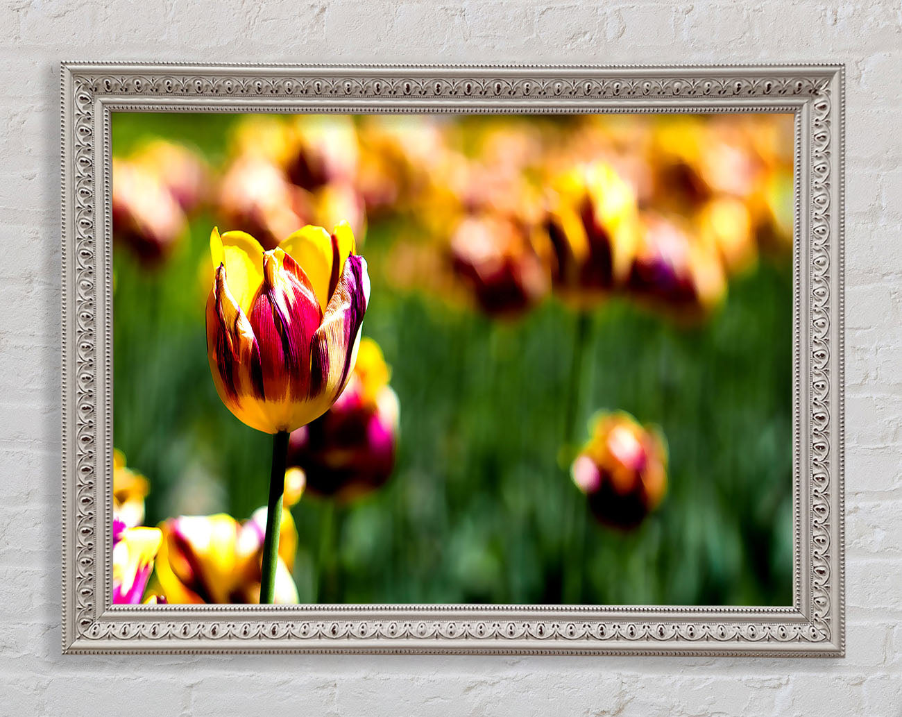 Botanical Garden Tulips Framed Print