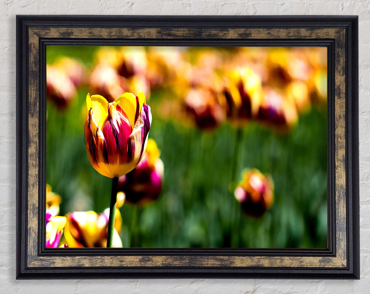 Botanical Garden Tulips Framed Print