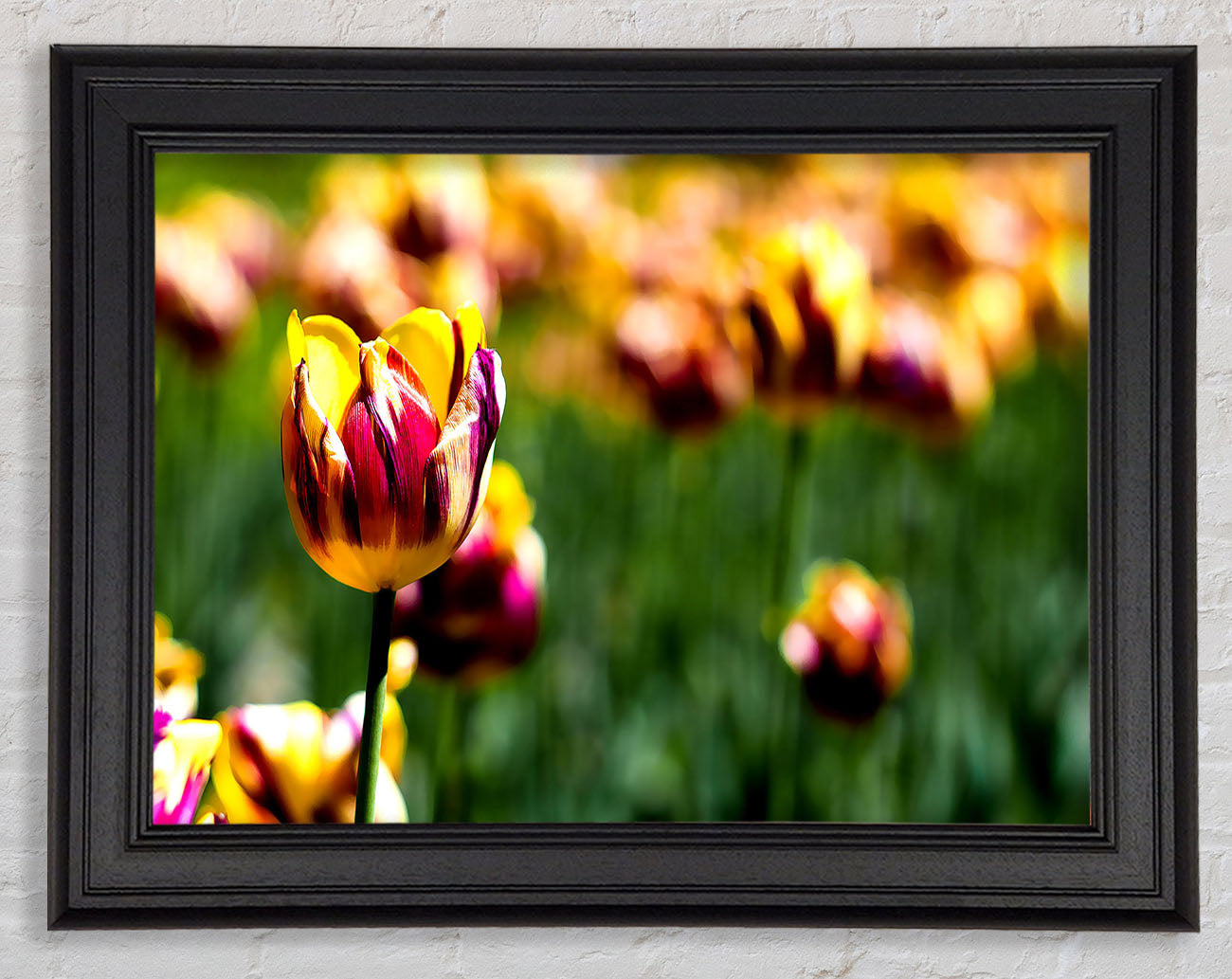 Botanical Garden Tulips Framed Print