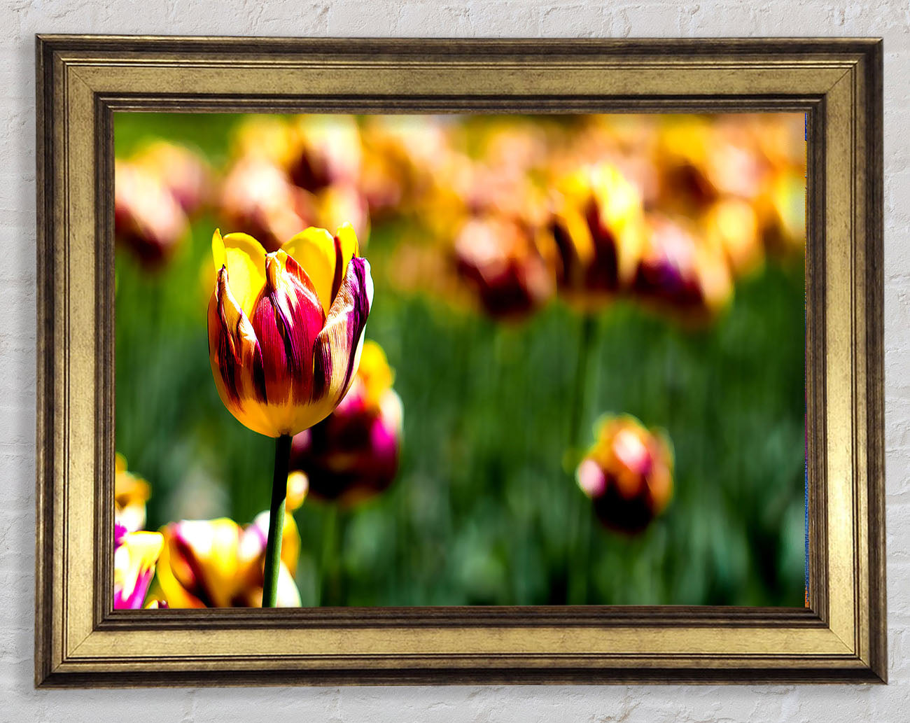 Botanical Garden Tulips Framed Print